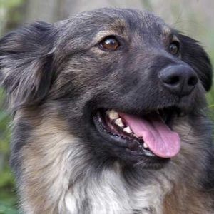 Meet your Posher, Albert